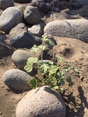 Sphaeralcea obtusiloba