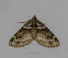 Chloroclystis rubroviridis