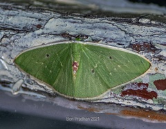 Comostola hauensteini