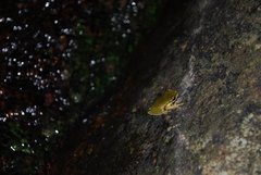 Ranoidea pearsoniana