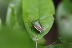 Edessa elaphus