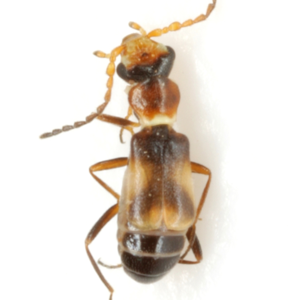 Attalusinus mexicanus