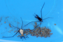 Halobates zephyrus