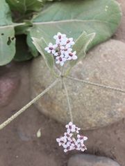 Homalocarpus dichotomus