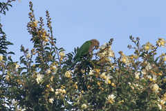 Deroptyus accipitrinus