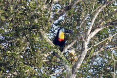 Ramphastos vitellinus vitellinus