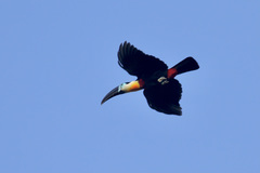 Ramphastos vitellinus vitellinus