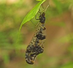 Periclystus circuiter