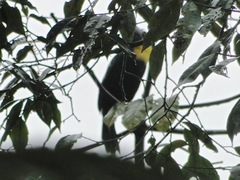 Ramphastos brevis