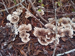 Phellodon tomentosus