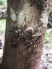 Heteropoda