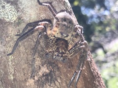 Heteropoda