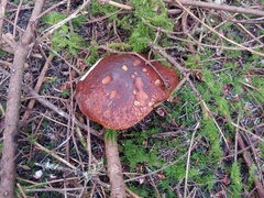 Boletus fibrillosus