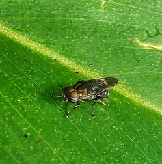 Ptilocera
