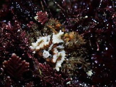 Phyllolithodes papillosus