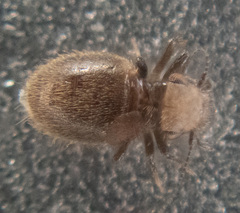 Lepinotus reticulatus