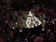 Phyllolithodes papillosus