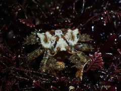 Phyllolithodes papillosus