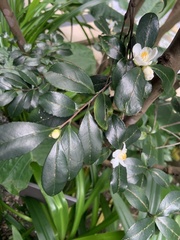 Camellia