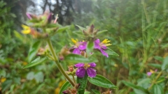 Tibouchina herbacea, recorded flowering