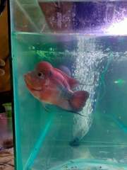 Amphilophus labiatus × cichlasoma trimaculatum