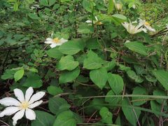 Clematis patens