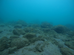 Haemulon steindachneri