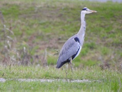 Ardea cinerea