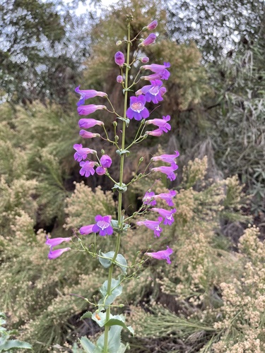 Penstemon spectabilis