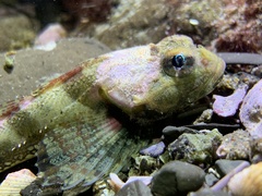 Artedius notospilotus