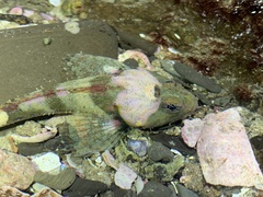 Artedius notospilotus