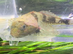 Artedius notospilotus