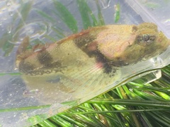 Artedius notospilotus