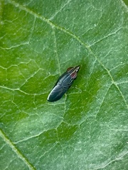 Cephaloconus tenebrosus