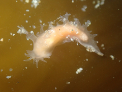 Tritonicula myrakeenae