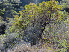 Arctostaphylos insularis