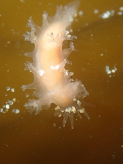 Tritonicula myrakeenae