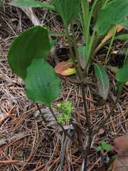 Smilax nipponica