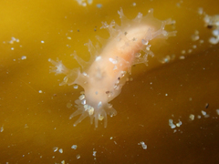 Tritonicula myrakeenae