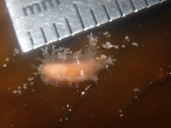 Tritonicula myrakeenae