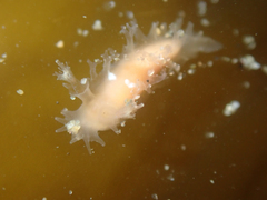 Tritonicula myrakeenae