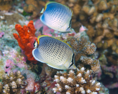 Chaetodon guttatissimus