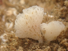 Clathrinida