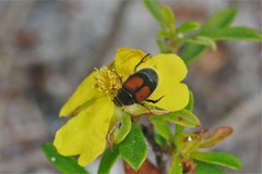 Liparetrus discipennis