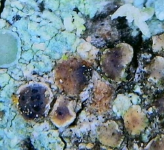 Diplolaeviopsis ranula