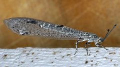 Bandidus