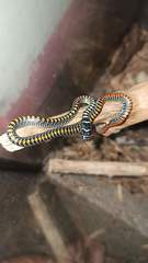 Chrysopelea