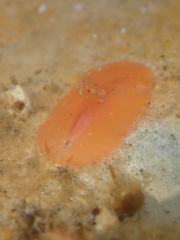 Eurylepta aurantiaca