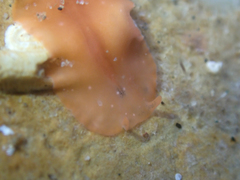 Eurylepta aurantiaca