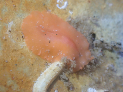 Eurylepta aurantiaca